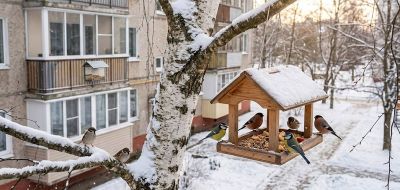 Статья Кормушки для птиц в Беларуси: как помогать пернатым, не нарушая закон